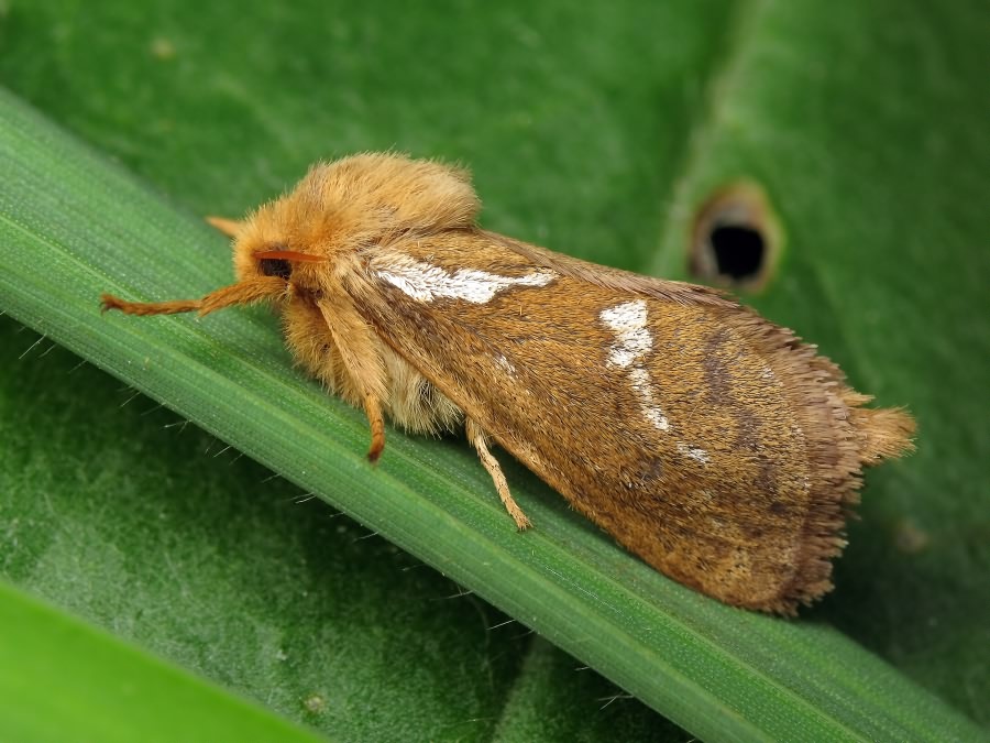 Korscheltellus lupulina (Linnaeus, 1758)